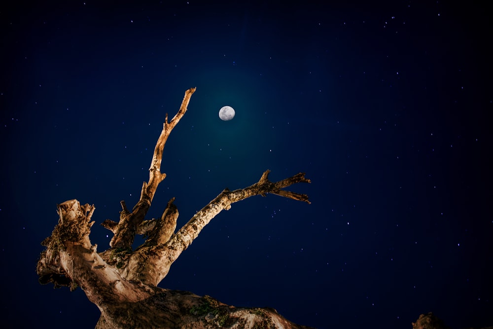 brown and black tree at nighttime