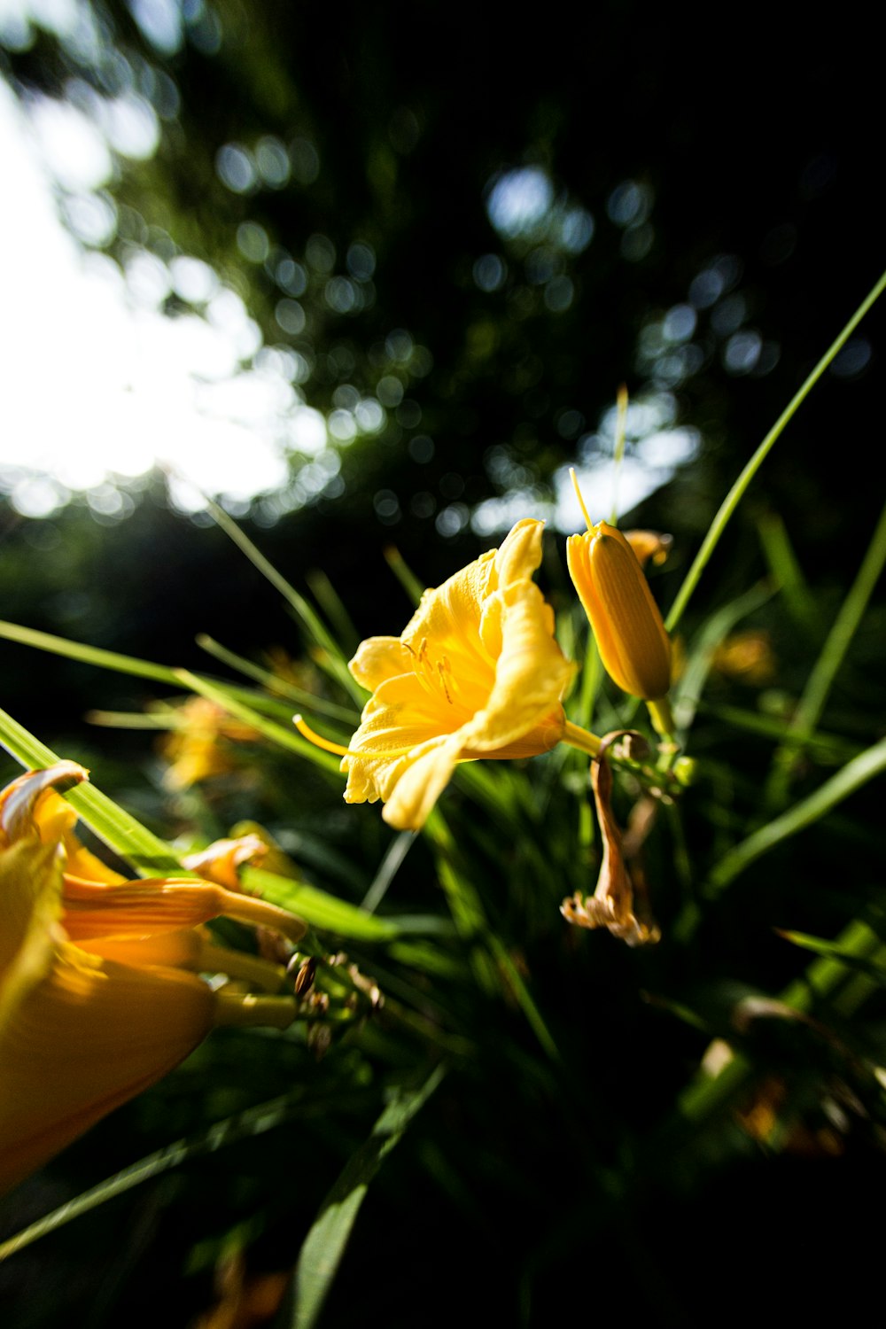 close view of yellow petaled flowers