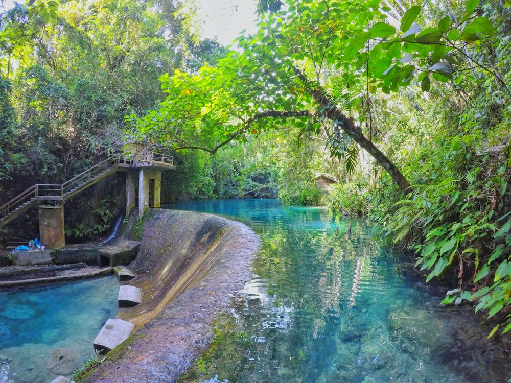 clear water on forest during daytime