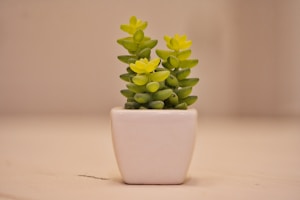 Ceramic Planter