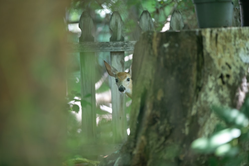 deer behind tree trunk