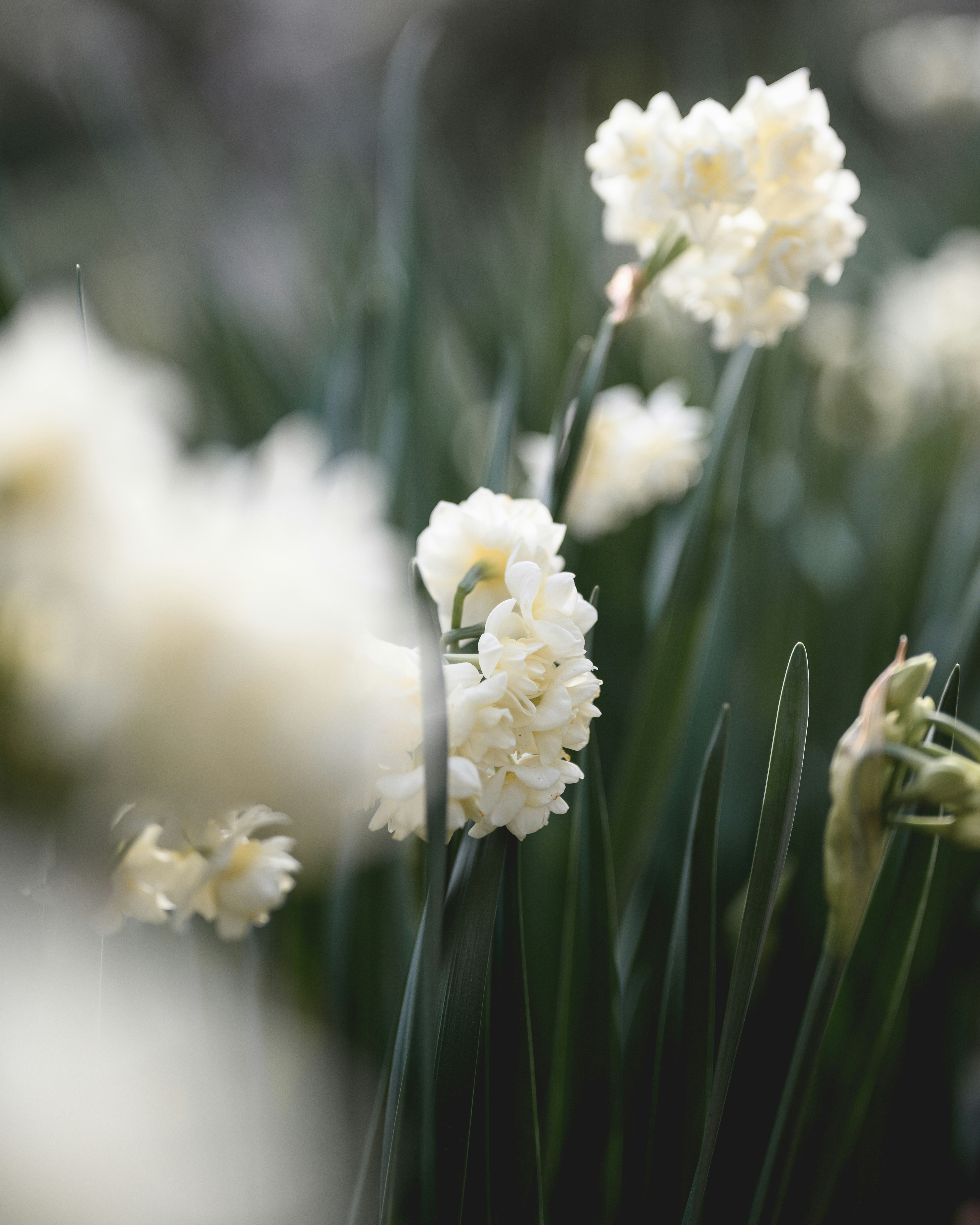 Photo by lilyfrancesca