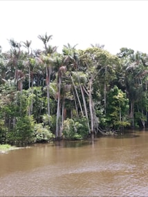 A dense cluster of tall palm trees and lush green vegetation lines the edge of a calm, brown river. The trees have slender trunks and vibrant green leaves, creating a serene natural setting.