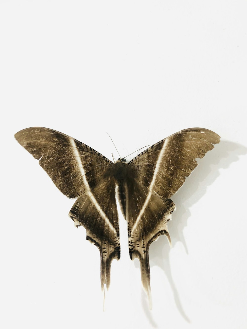 brown butterfly