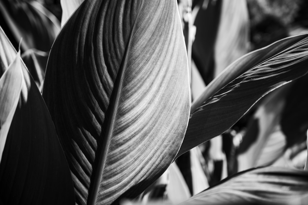 a black and white photo of a leaf