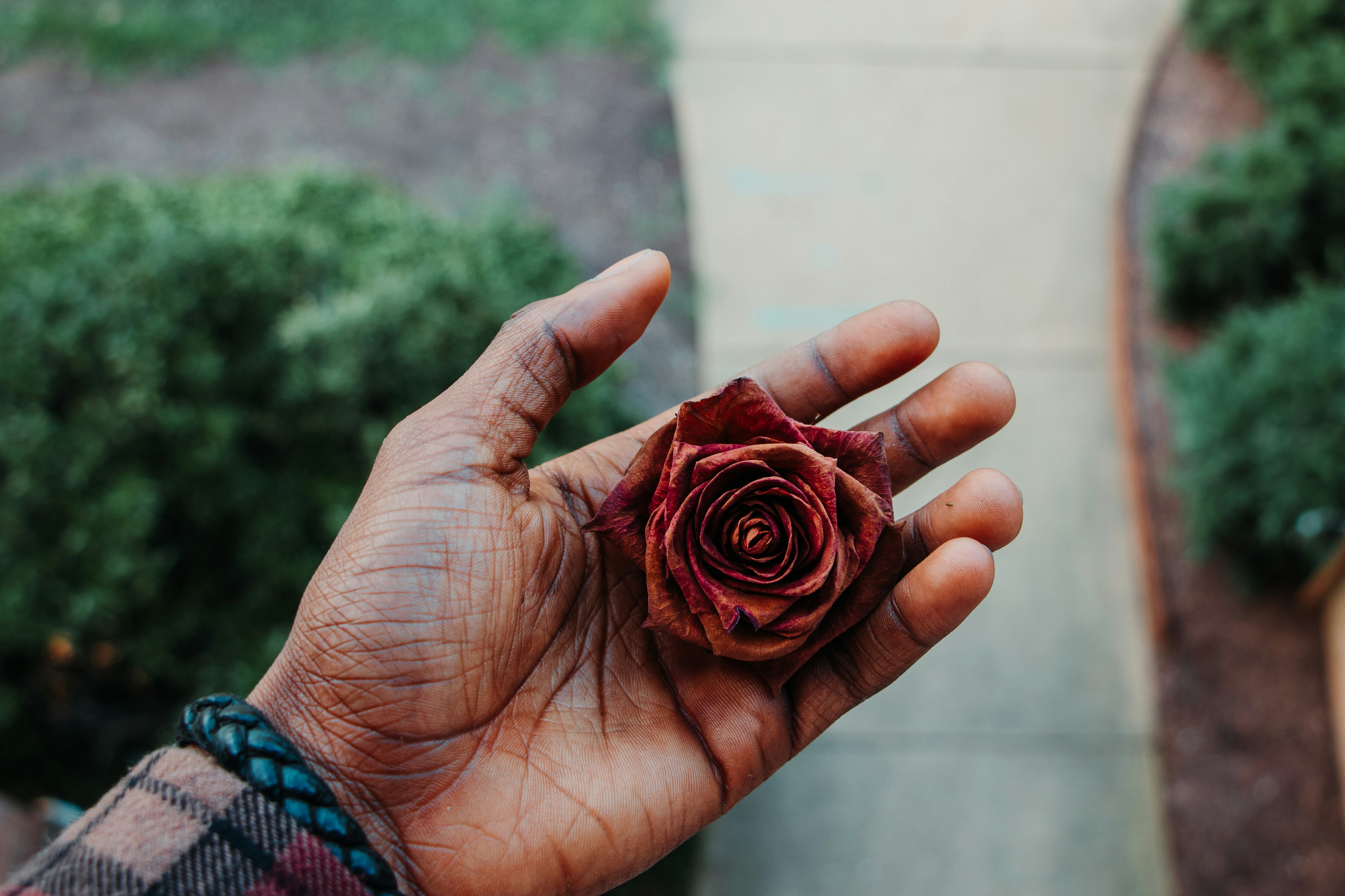 人の手のひらに赤い乾燥したバラのつぼみの写真 Unsplashで見つける薔薇の無料写真