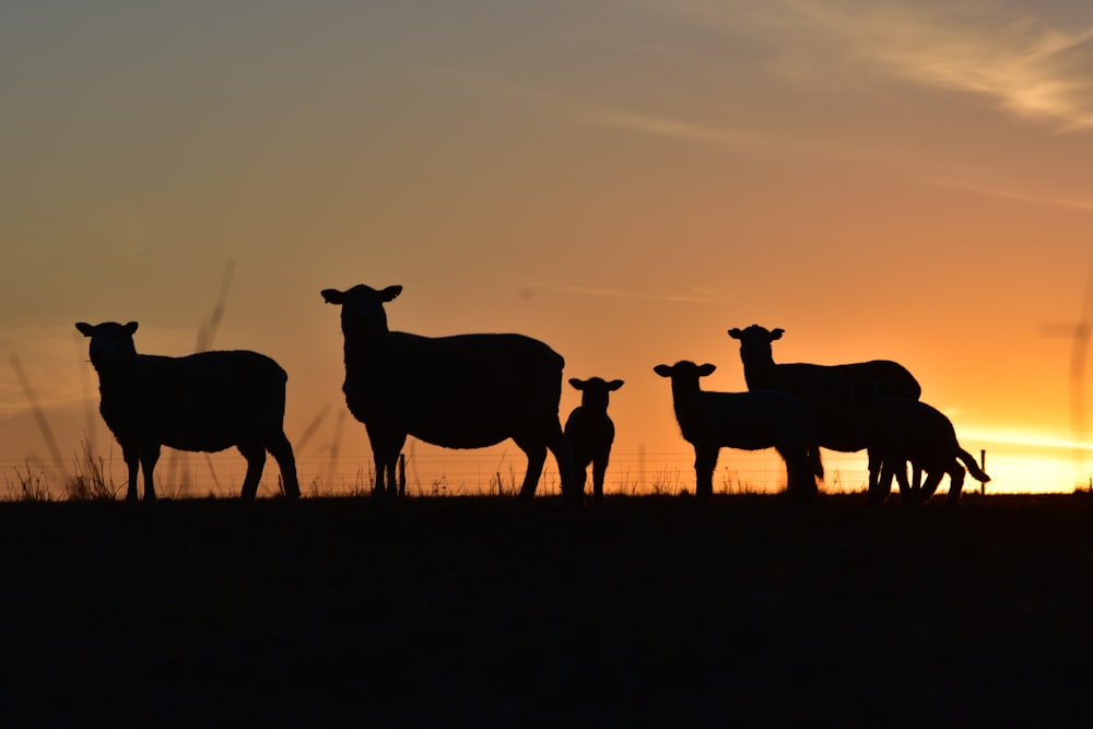 silhouette of animals