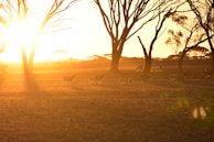 Sunset over the orchard, casting warm golden light on the trees and grazing sheep.