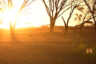 Sunset over the orchard, casting warm golden light on the trees and grazing sheep.