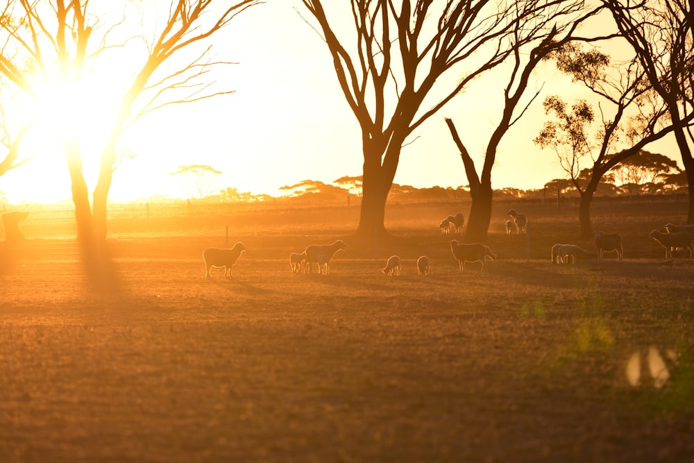 herd of goat under trees during golden hour