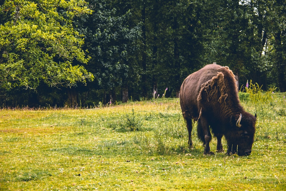 brown bison on green grass