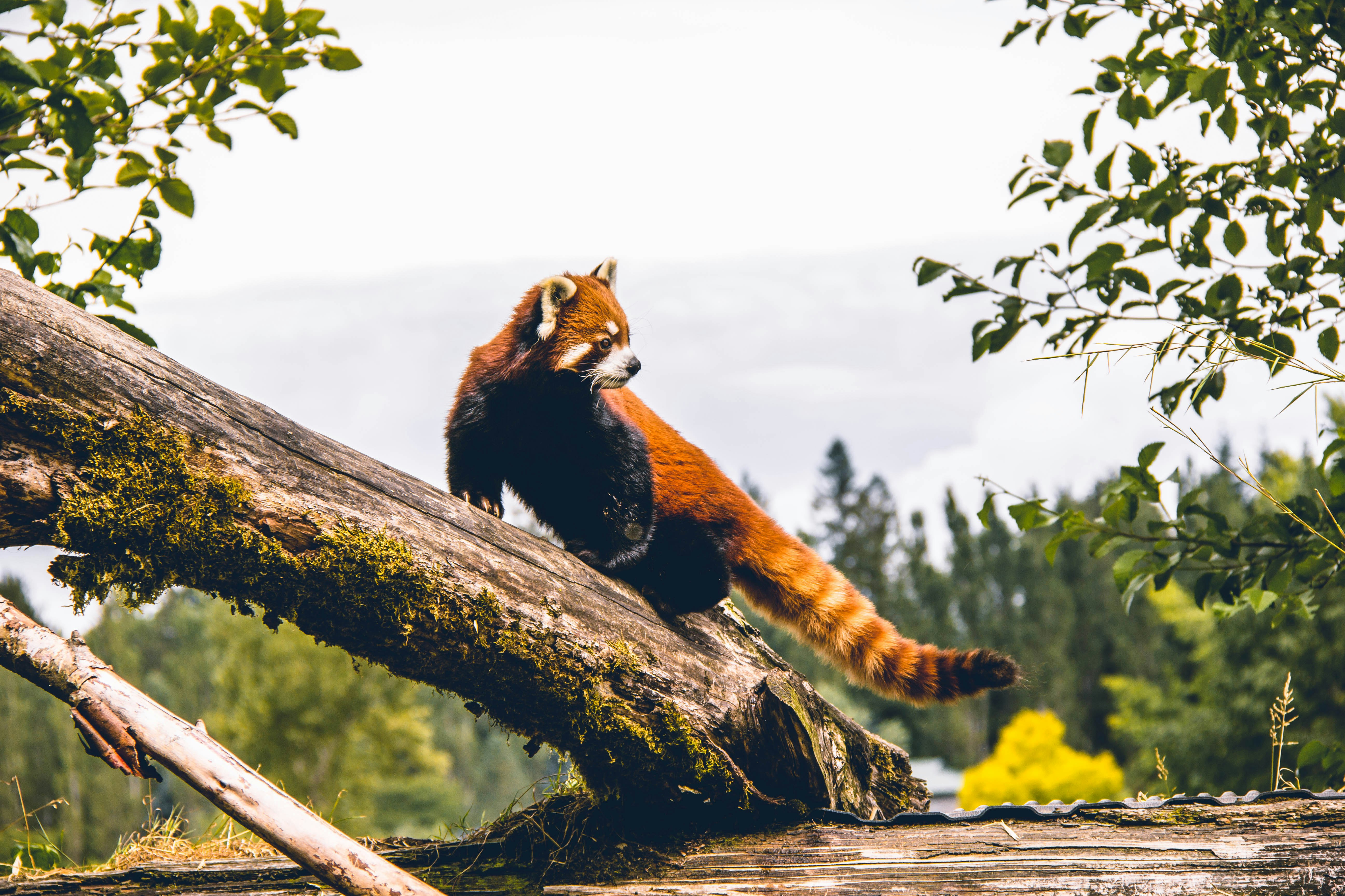 red panda on brown wood