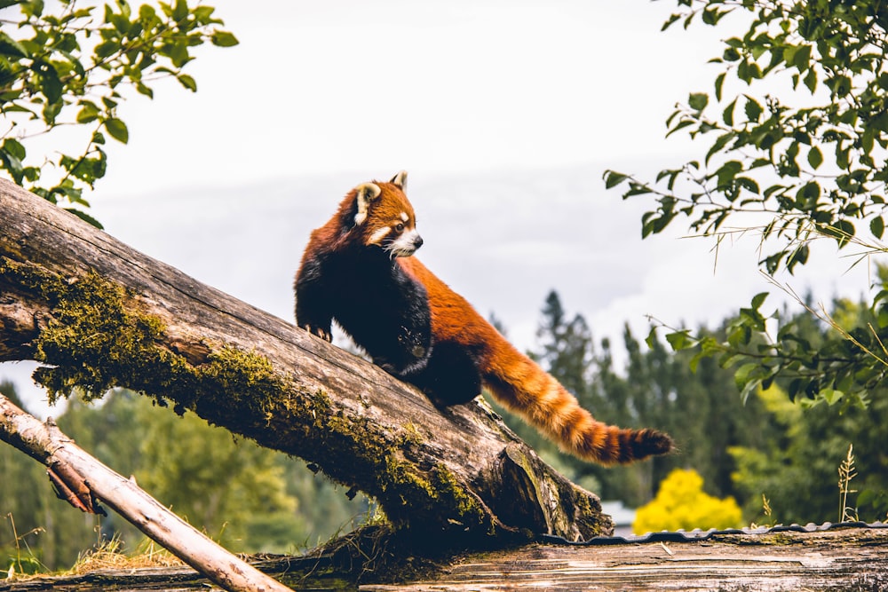 red panda on brown wood