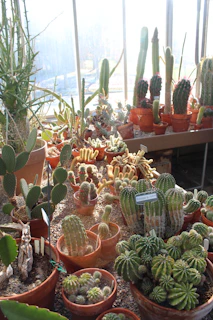 A collection of rare succulents and cacti displayed with natural light highlighting their unique shapes