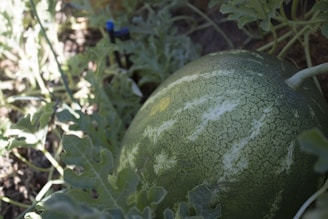 A lush watermelon field in Iraq showing healthy plants under bright sunlight.