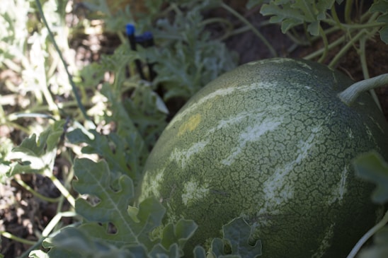 A vibrant watermelon patch under the bright Odisha sun with ripe fruits ready for harvest.