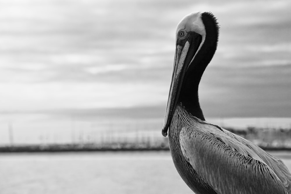 grayscale photo of pelican