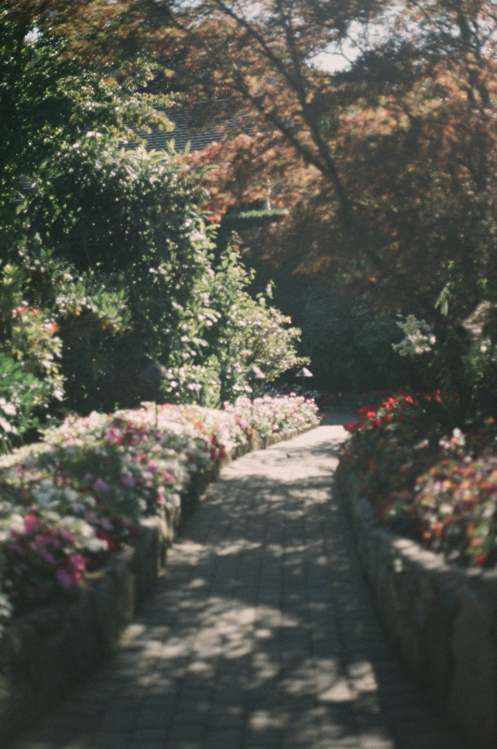 a pathway lined with lots of flowers and trees
