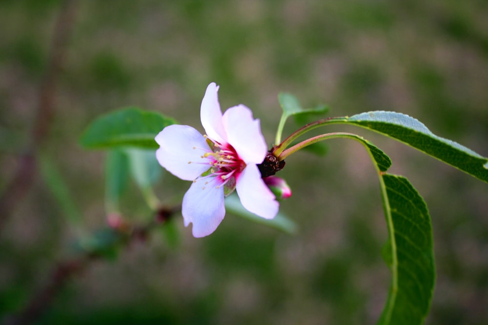 pink flower in bloom