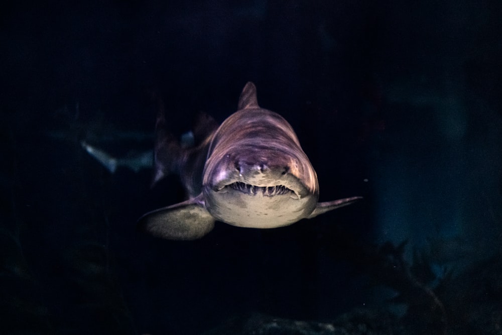 Close-up do tubarão cinzento