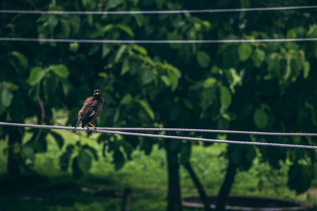 black bird on gray wire