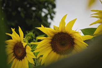 Bright yellow sunflowers arranged in a circular crop