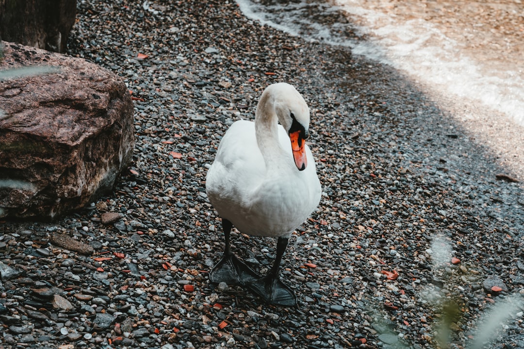 white swan walking near rock boulder