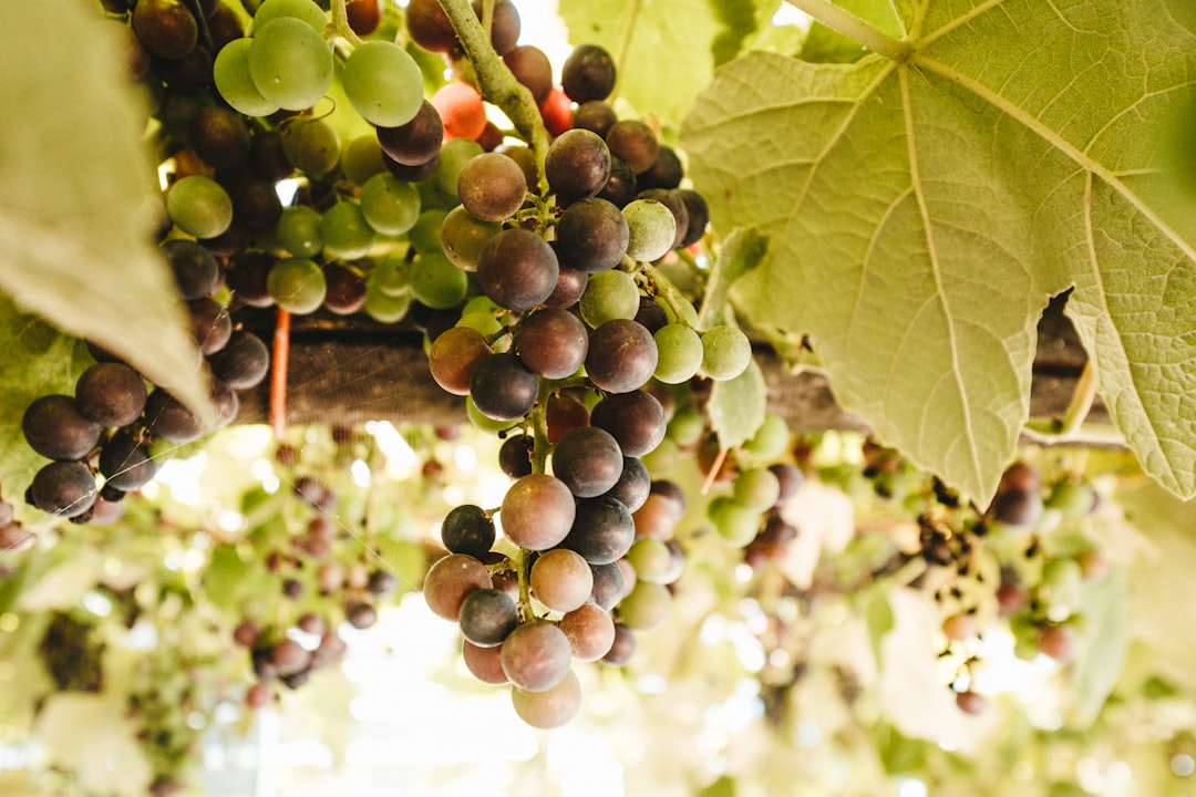 close-up photo of grapes