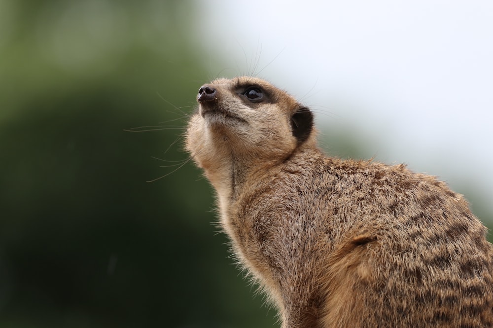 brown meerkat photo