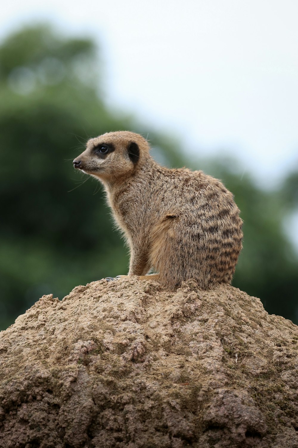brown meerkat sitting on mount
