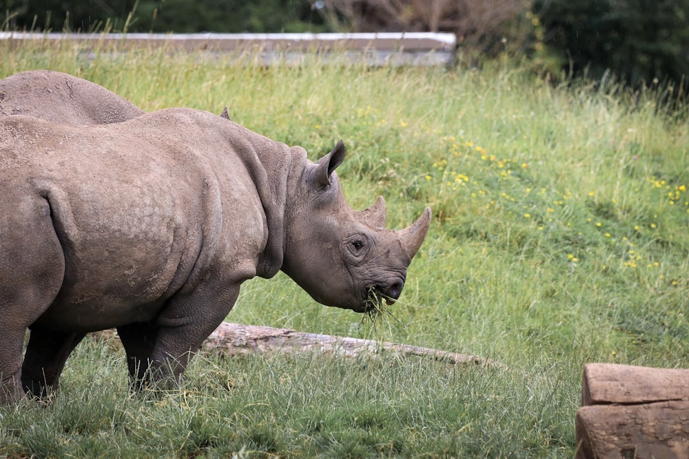 rhino near log