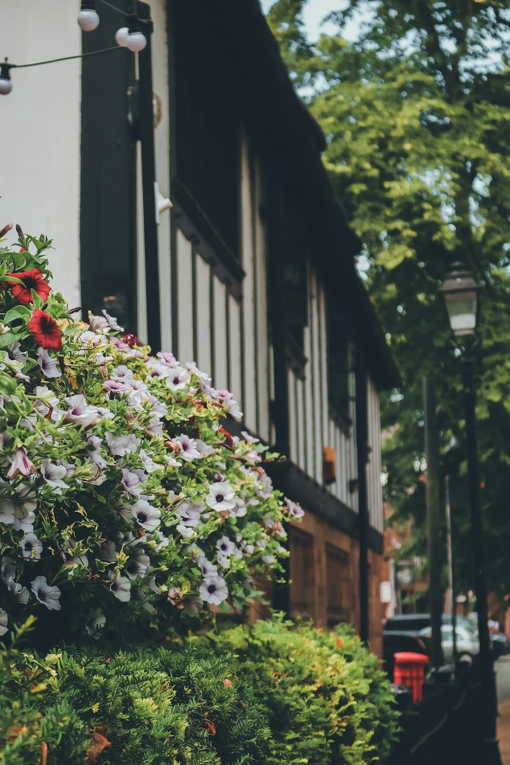 flores blancas cerca del edificio durante el día