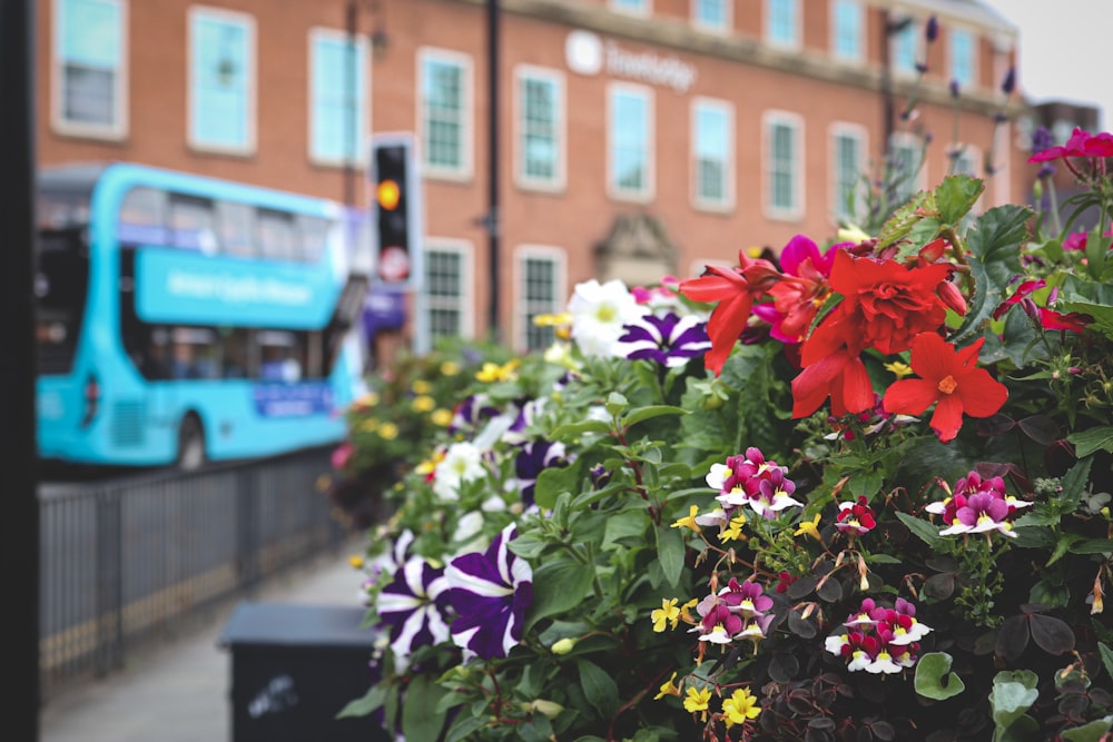 red petaled flower