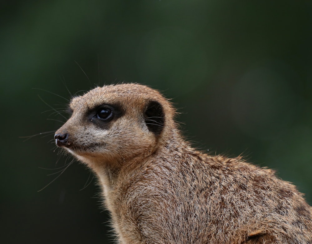 lemur close-up photography