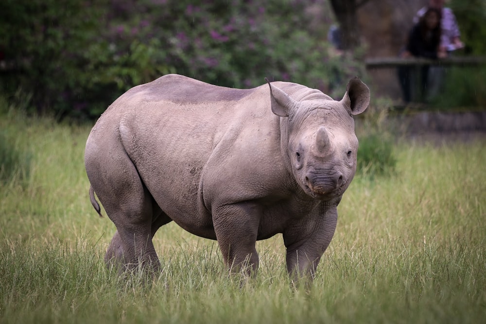 Rinoceronte en hierba verde