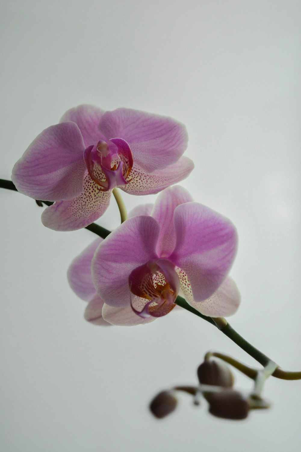 moth orchids