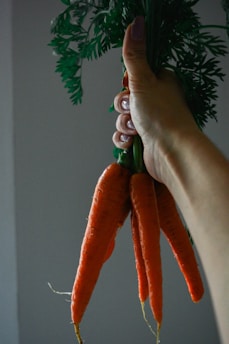 person holding carrots