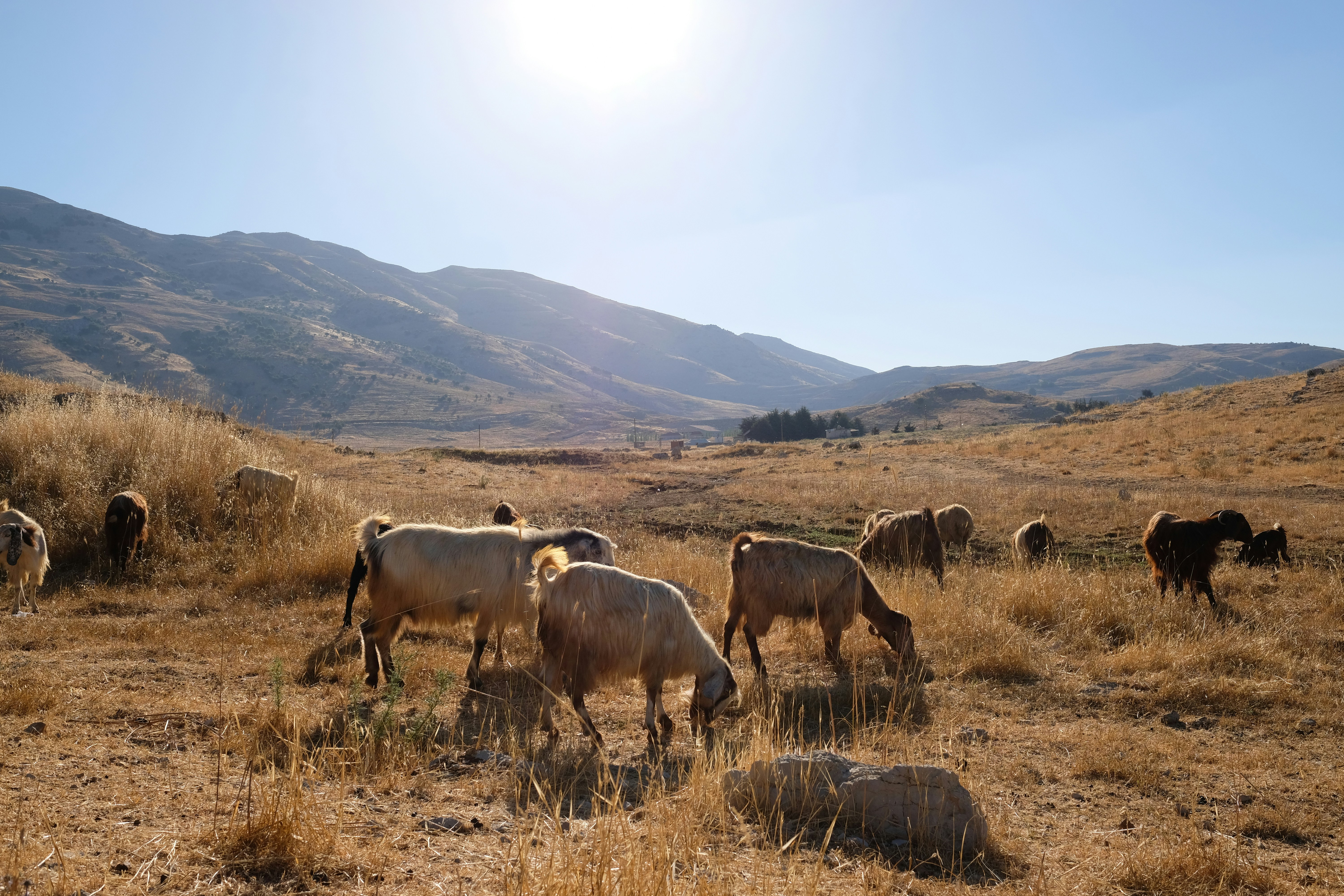 herd of goat eating grasses