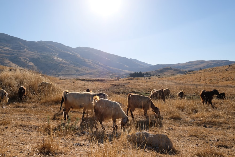 herd of goat eating grasses