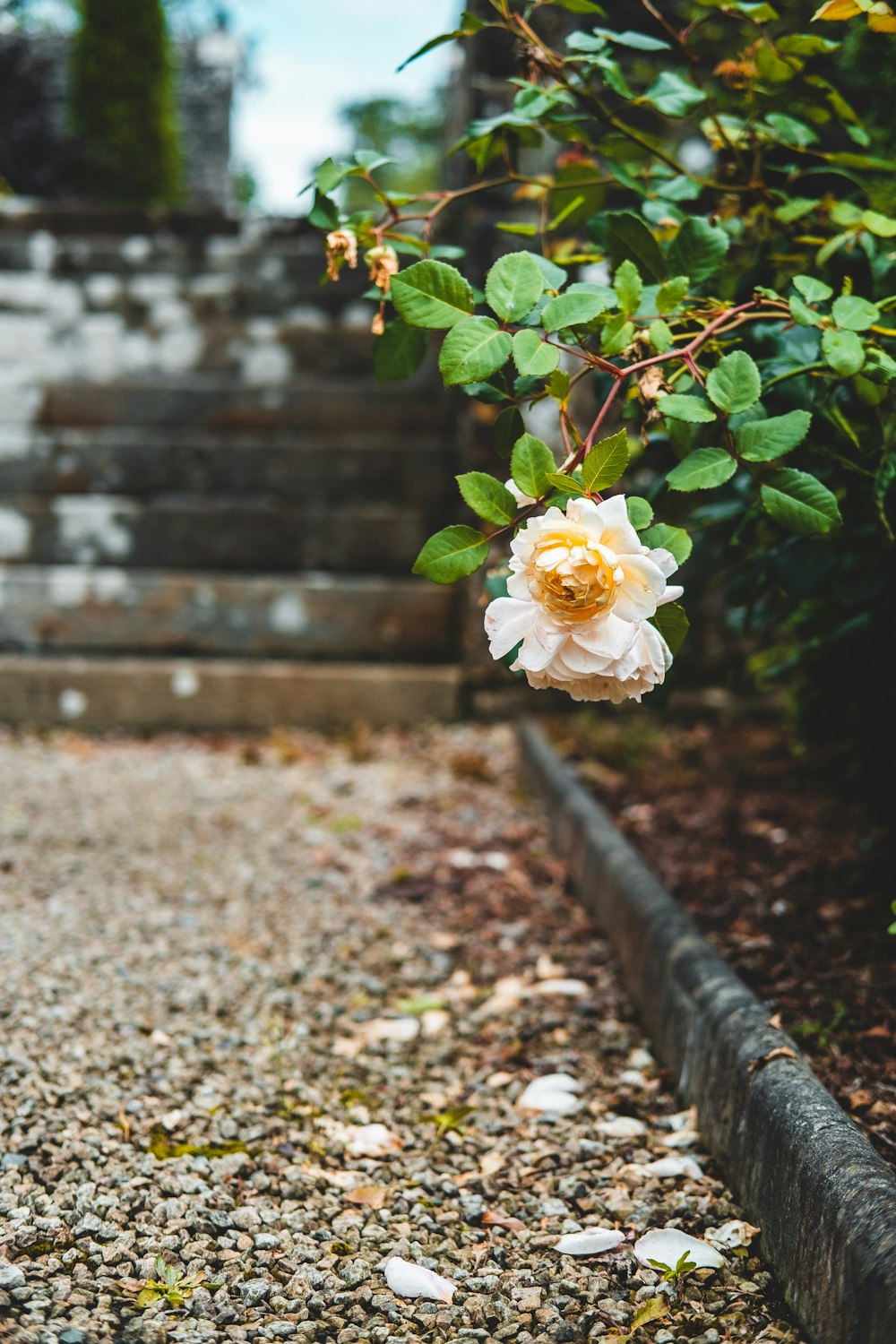 white-petaled flower