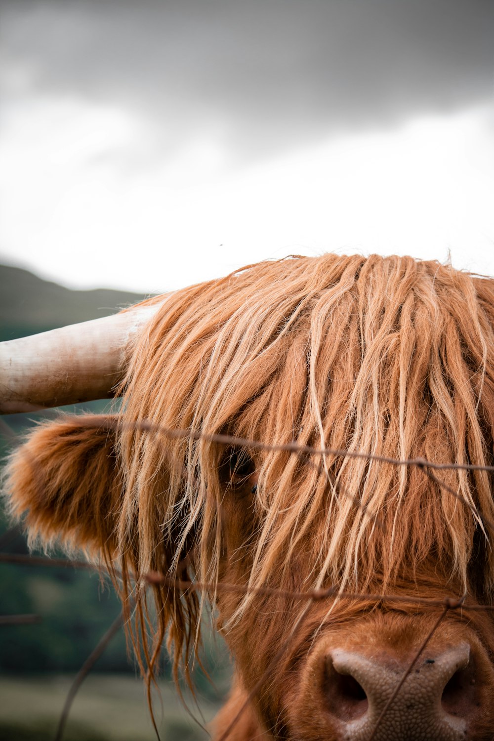 vaca marrón al lado de la valla