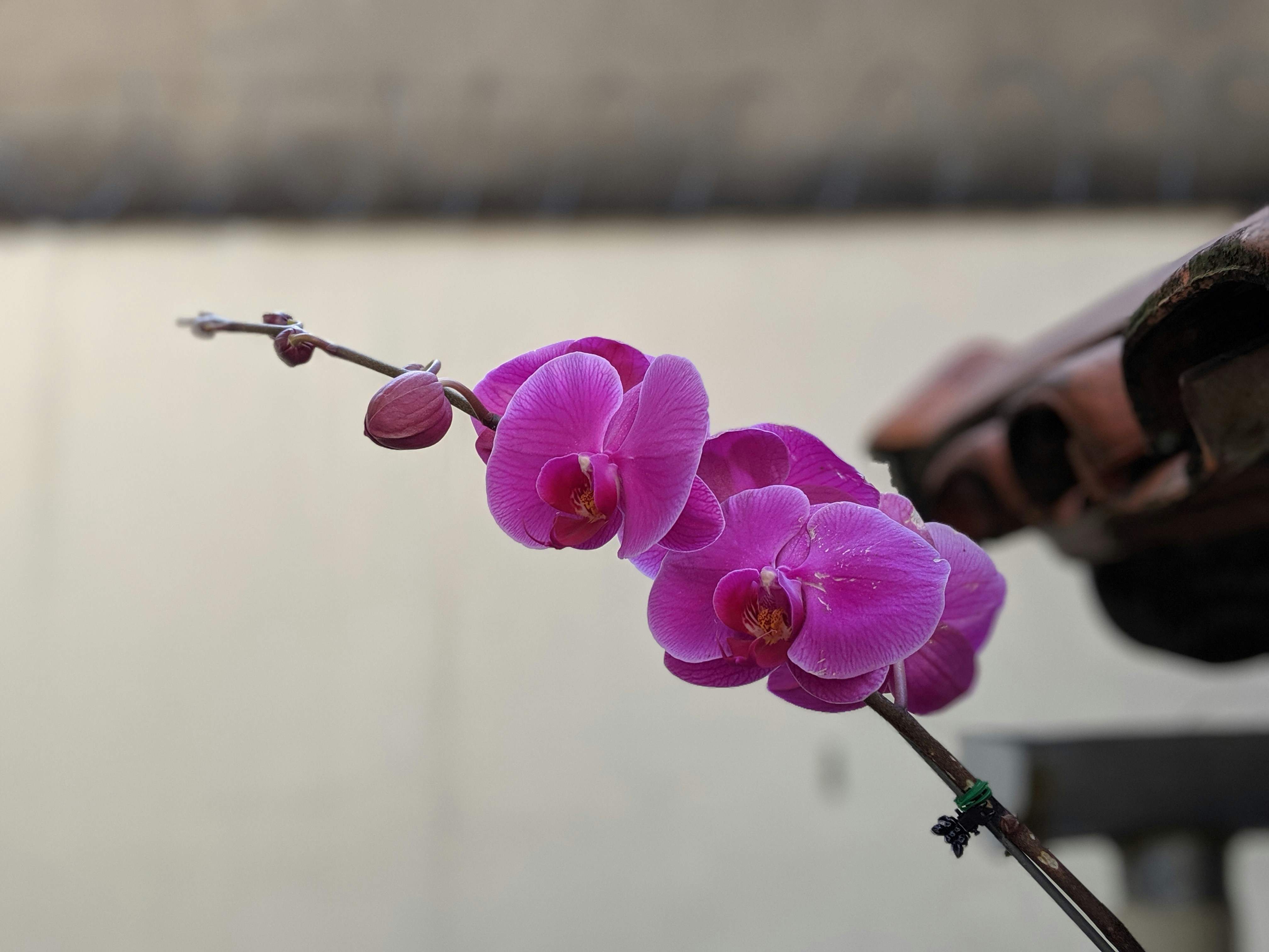 Cymbidium Orchid Delight