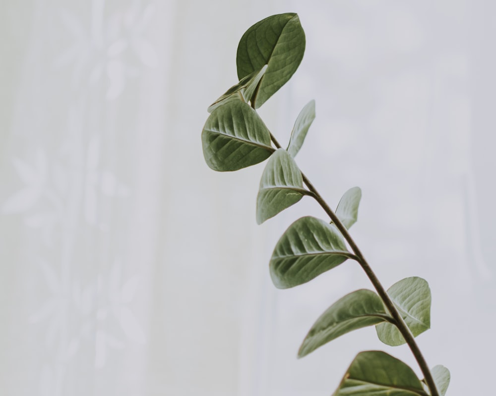 green leafed plant