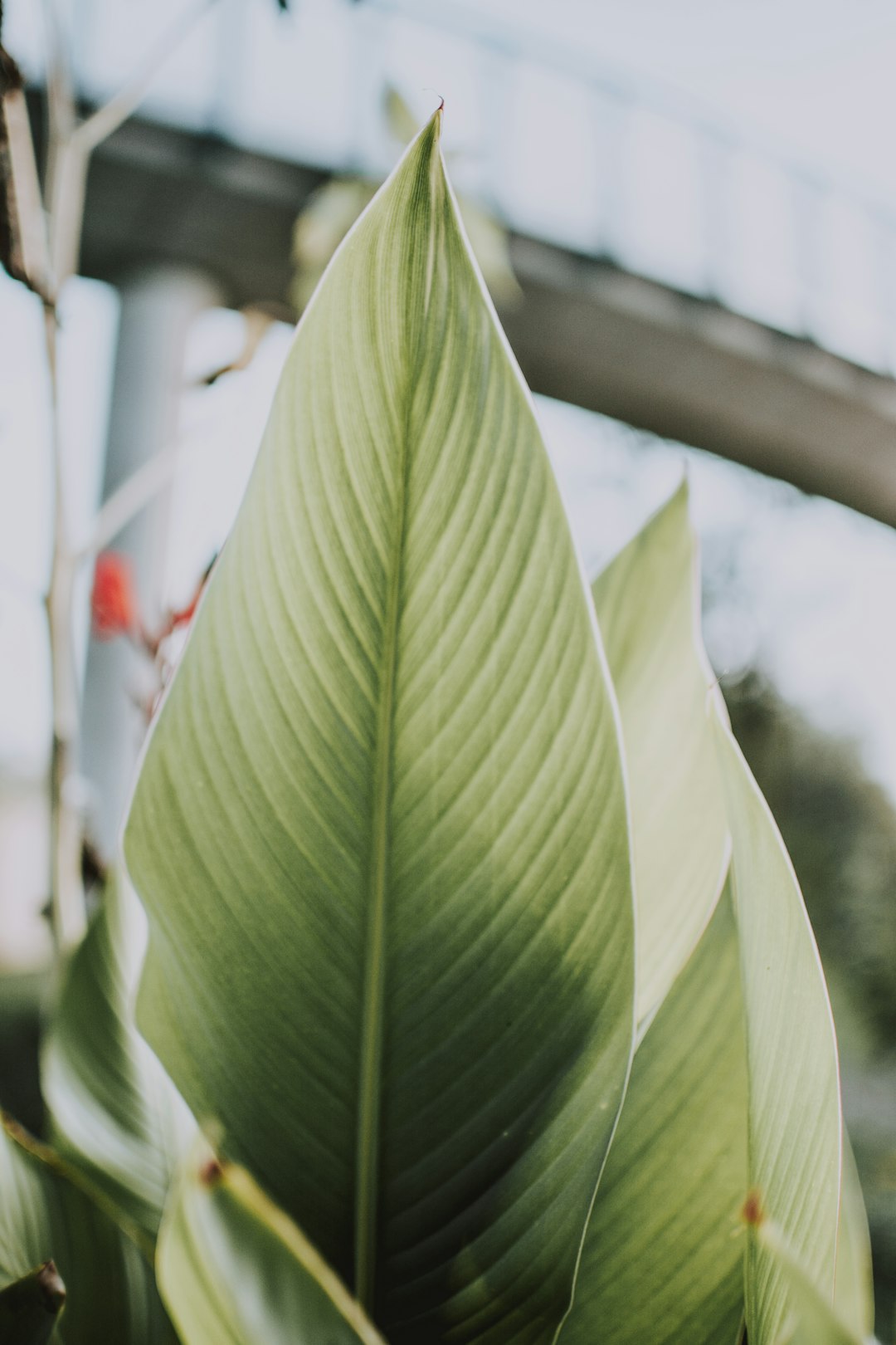 green-leafed plant