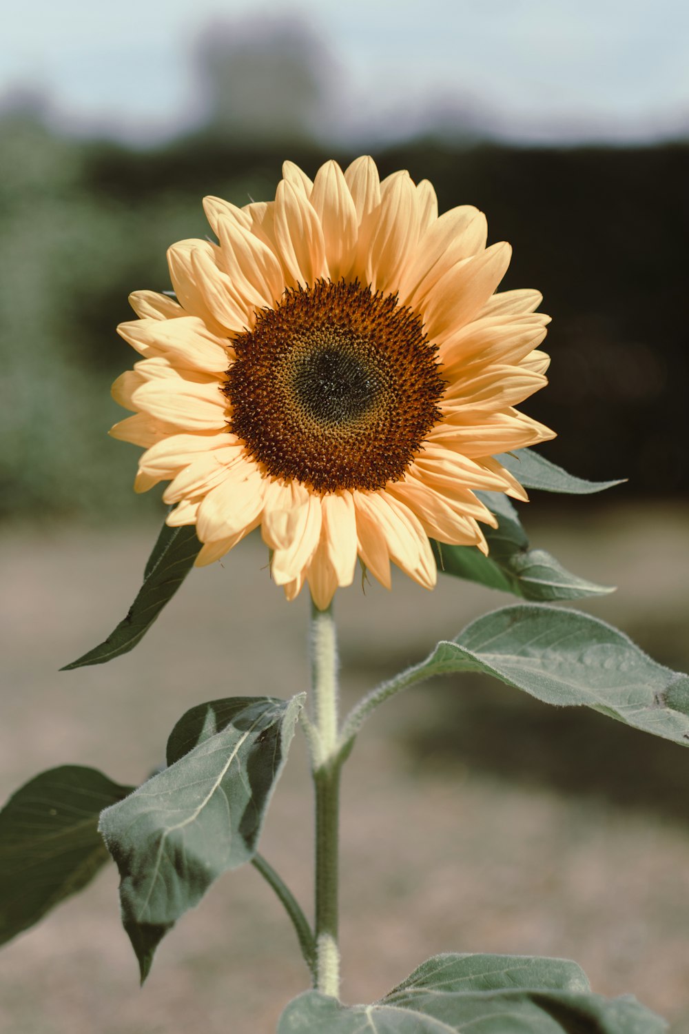 orange petaled flower