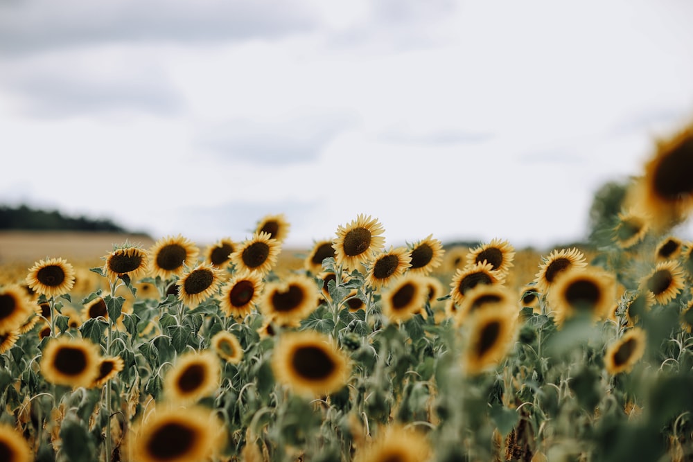 Sonnenblumen Pictures  Download Free Images on Unsplash