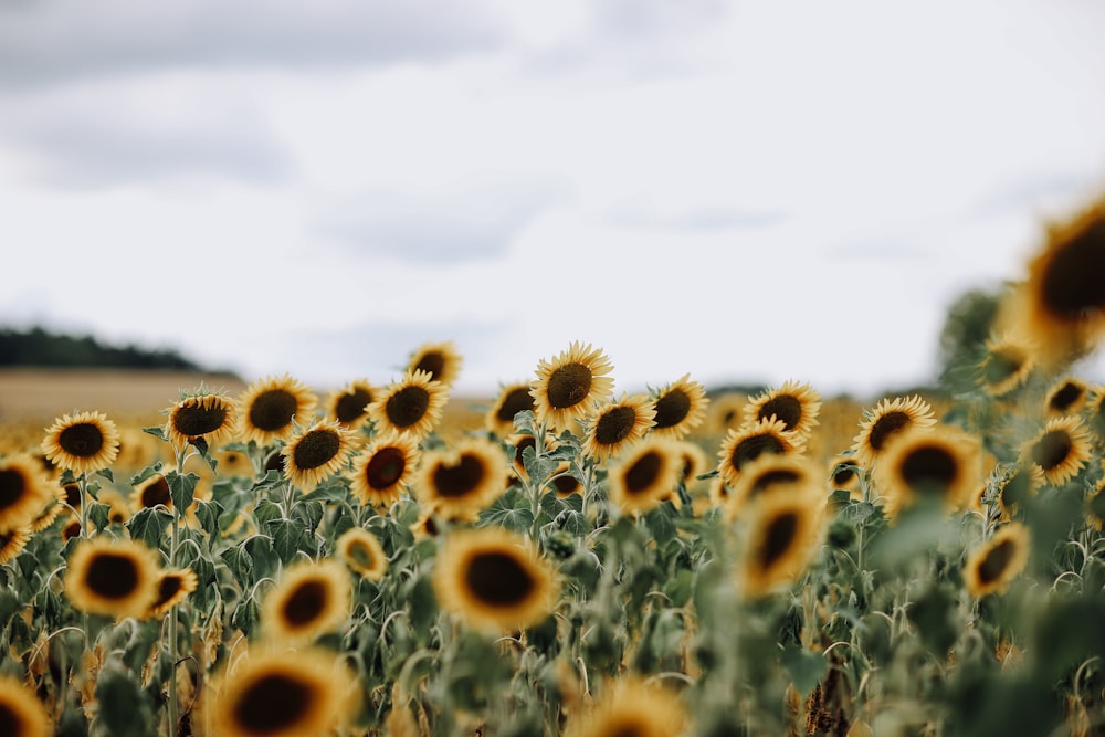 closeup photo of sunflowers