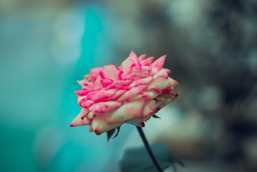 pink and white peony