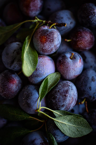 Fresh purple plums with water droplets and green leaves in a close view