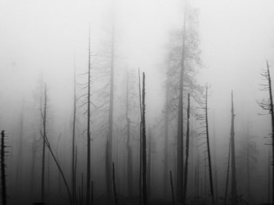 silhouette of pine trees fog teams background